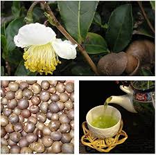 5 Semillas de Té Verde Camellia Sinensis - Cultiva Fresco