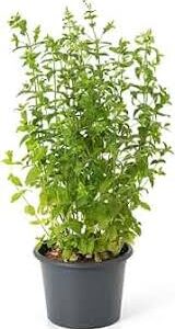 Planta de Menta Poleo: Fácil Cultivo y Cuidado