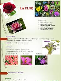FLOR: Guía PDF sobre Flores y Polinización