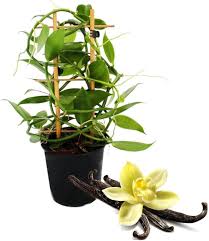 Exotenherz - Vainilla Real (Vanilla planifolia)